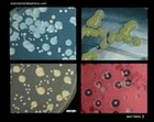 images of bacteria